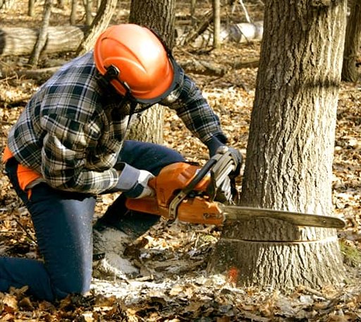 Tree Removal in Dedham, MA